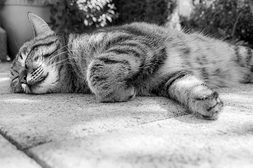 Lazy cat &#8211; fr