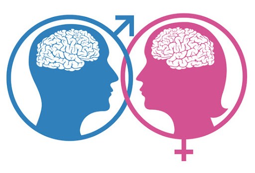 Male and female brains &#8211; fr