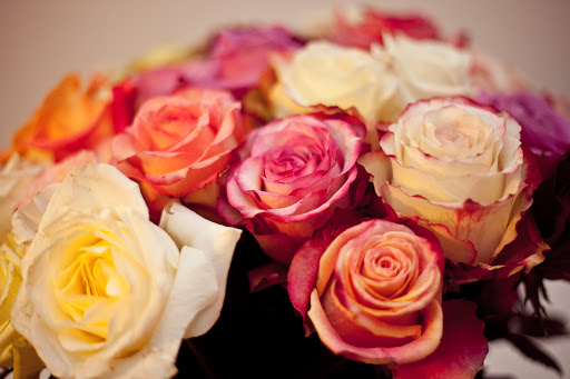 Flowers roses