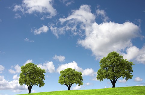 Three trees on a green hill © WDG Photo / Shutterstock &#8211; fr