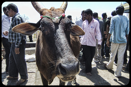 India-Cow- © Peter Roome-CC &#8211; fr