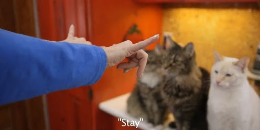 Sourde, elle apprend le langage des signes à ses chats