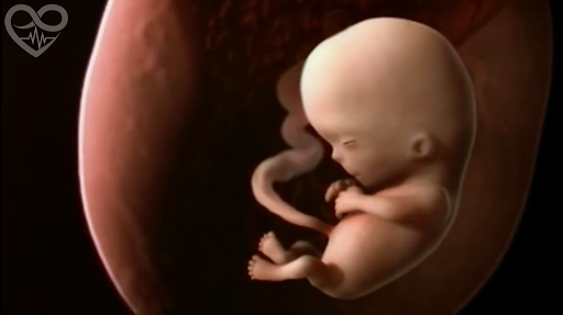 foetus vidéo miracle de la vie