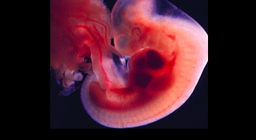 Embryon : le débat confisqué
