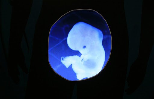 embryon recherche