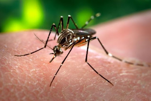Dengue, mosquito &#8211; fr