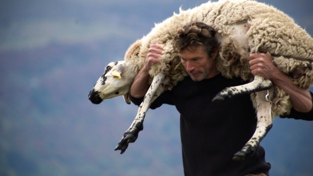 web-shepherd-sheep-carry-jessie-romaneix-gosselin-cc.jpg