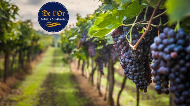 web-wineyard-grapes-country-wine-c2a9lukasz-szwajshutterstock