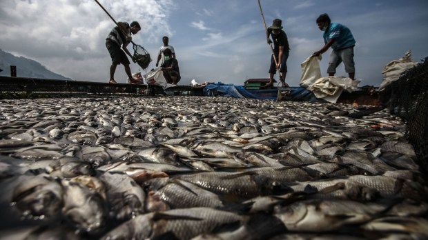 Mass Death Of Fish Occured At Lake Toba, Indonesia