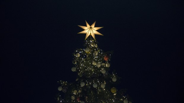 Christmas tree at the Saint Peter&rsquo;s square