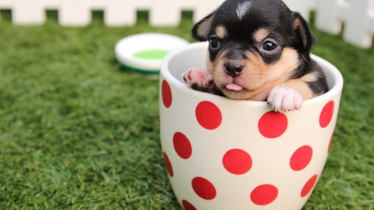 web-chihuahua-dog-puppy-cute-pexels