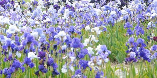 iris au parc floral de la source à Orléans