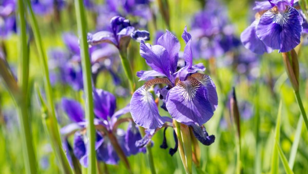 Tout savoir sur l'iris