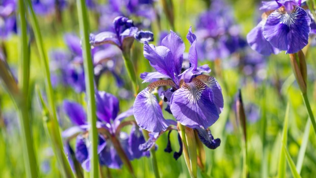 Tout savoir sur l'iris