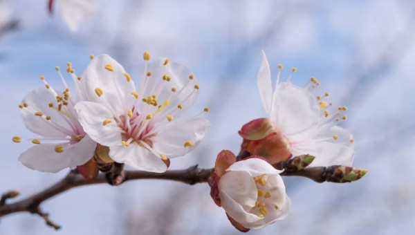 Date du printemps 2017