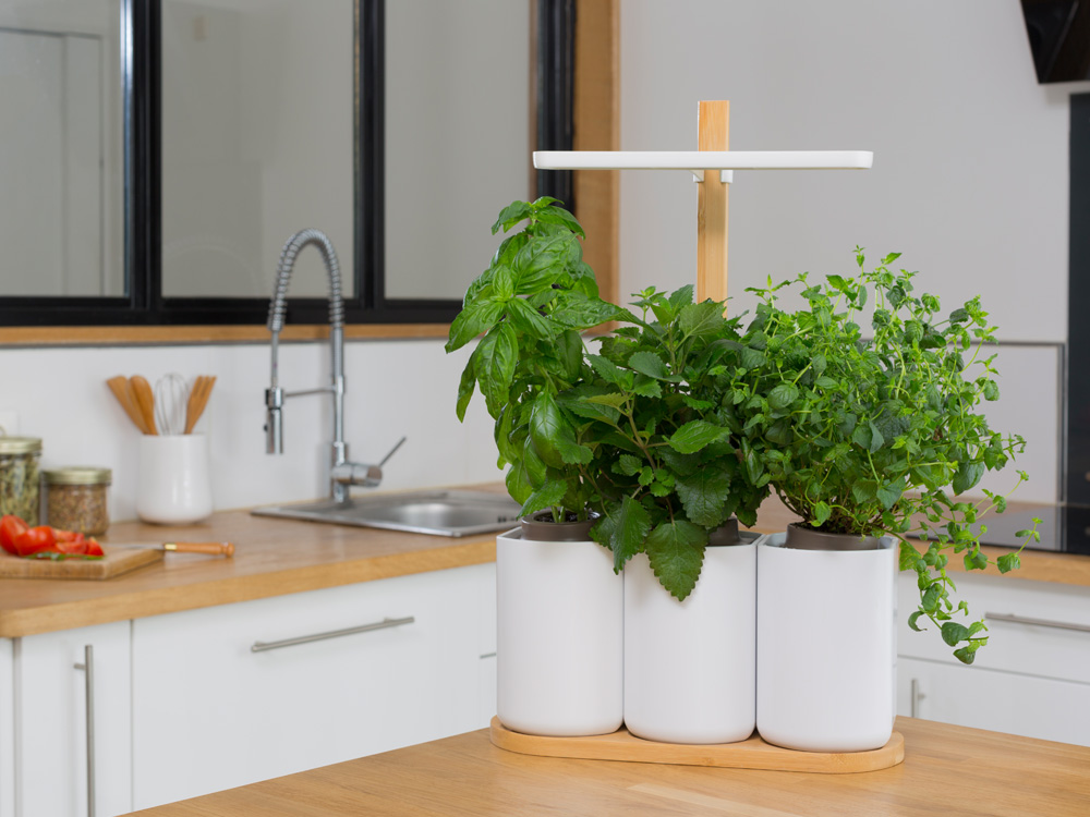 herbes-plantes-aromatiques-faire-pousser-maison-potager-interieur-lilo