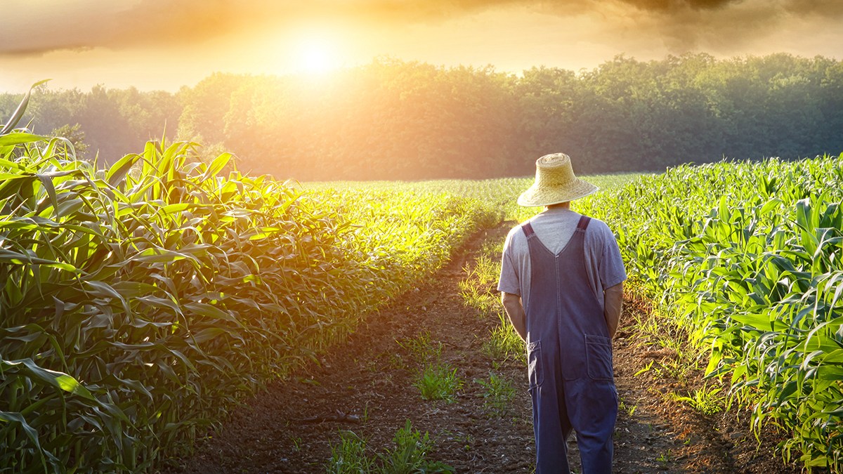 WEB-FARMER-WALIKING-SUNSET-CORN-FIELD-CROPS–Sandra-Cunningham-Shutterstock_57309091