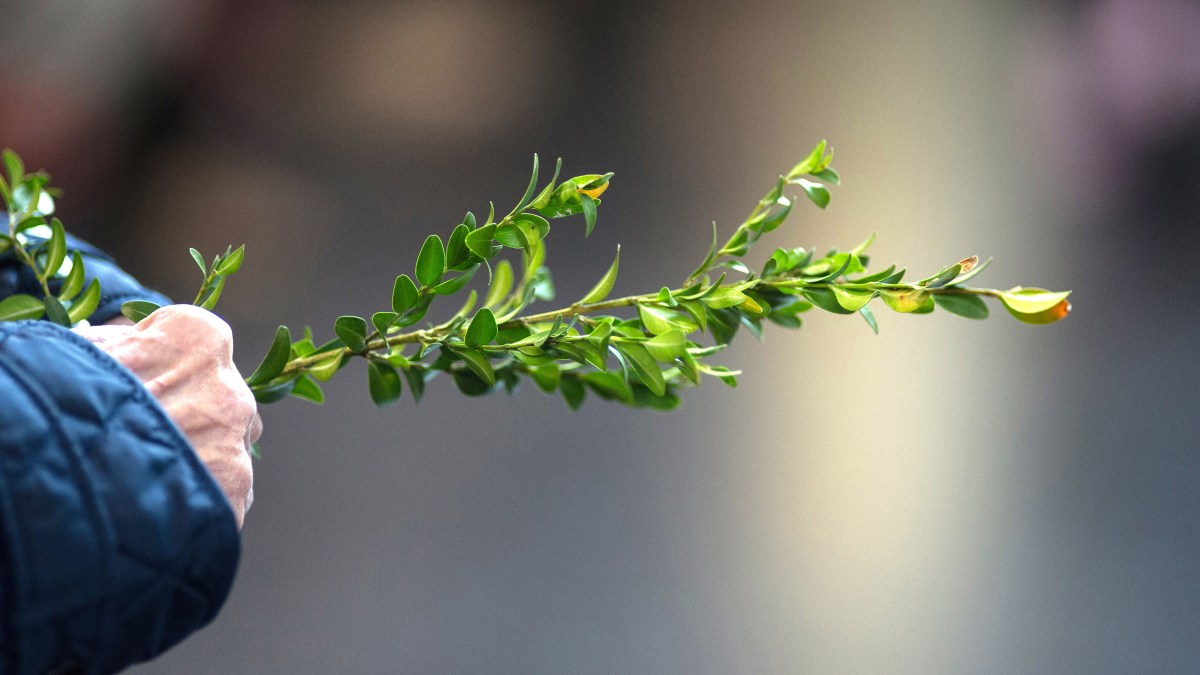 PALM-SUNDAY