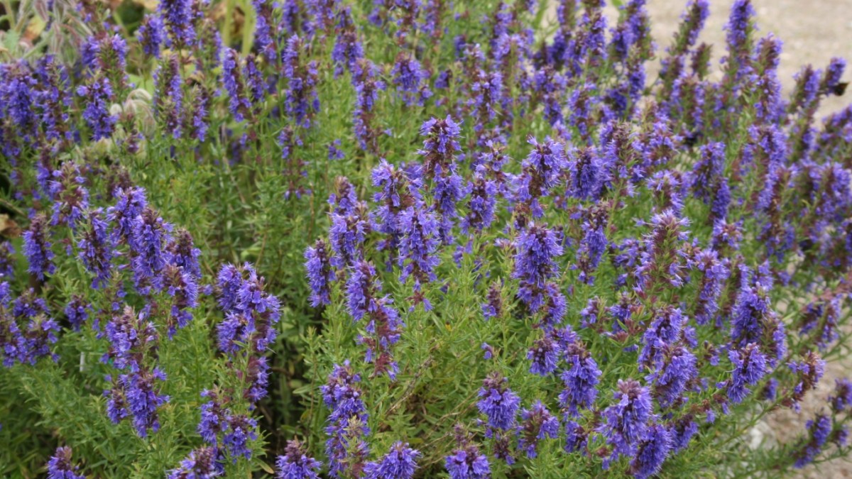 web bible plants Hyssopus-officinalis-habit ©Wikimedia