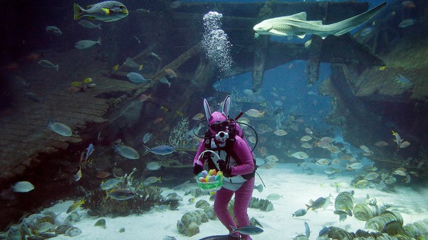 WEB3-PHOTO-OF-THE-DAY-SCUBA-EASTER-BUNNY-AP_265424729517-AP-Photo-Wong-Maye-E