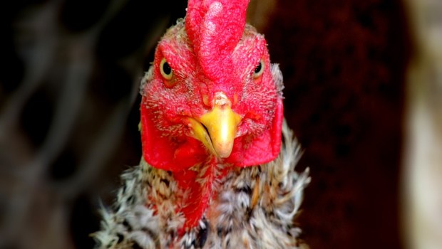 TETE DE POULE