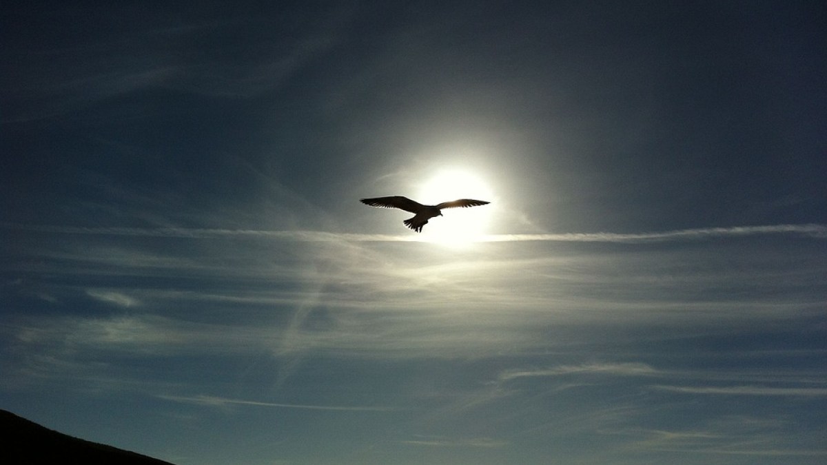 sun bird
