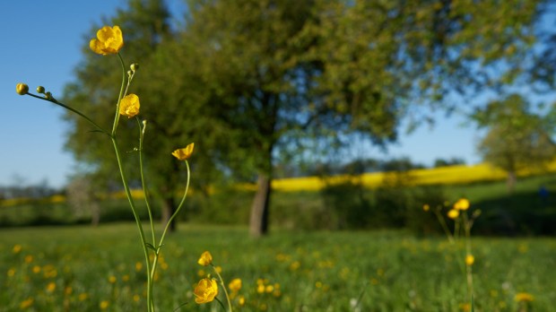 YELLOW FLOWERS