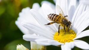 WEB3-BEE-HONEY-POLLEN-FLOWER-NATURE-INSECT-shutterstock_330159362-Shutterstock