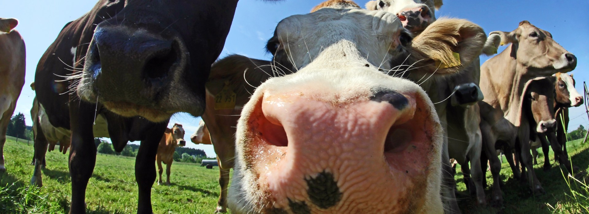 COW CURIOUS