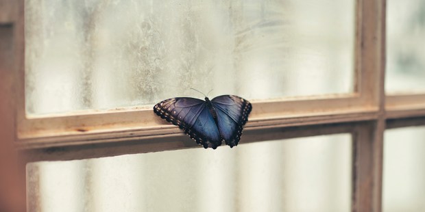 BUTTERFLY
