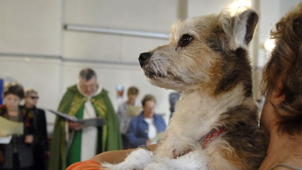 PETI BENEDICTION