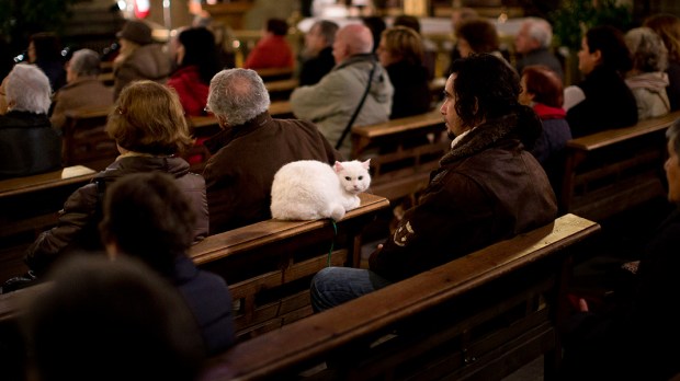 WEB3-PHOTO-OF-THE-DAY-CATHOLIC-CAT-WHITE-AP_936183652399-AP-Photo-Emilio-Morenatti