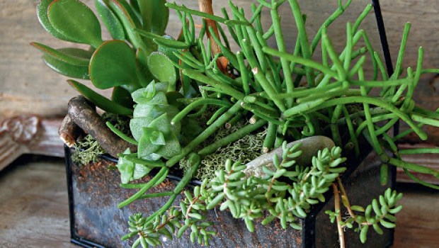 TERRARIUM JUNGLE MANGO