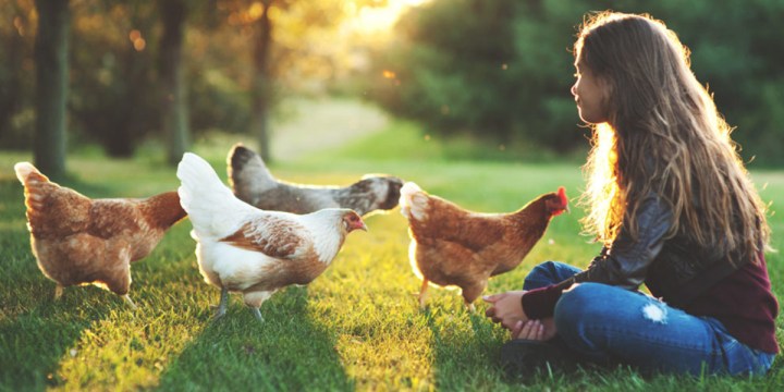 WEB3-CHILD-GIRL-CHICKENS-CHICKEN-FIELD-SUN-Stocksy-United