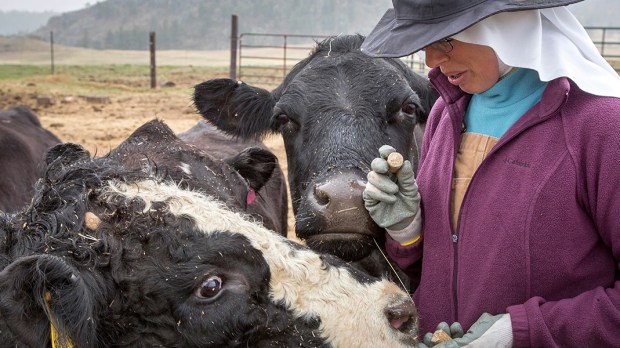 WEB3-PHOTO-OF-THE-DAY-CATTLE-WALBURGA-BENEDICTINE-SISTERS-NUN-ER43WX-Jim-West-Alamy-Stock-Photo