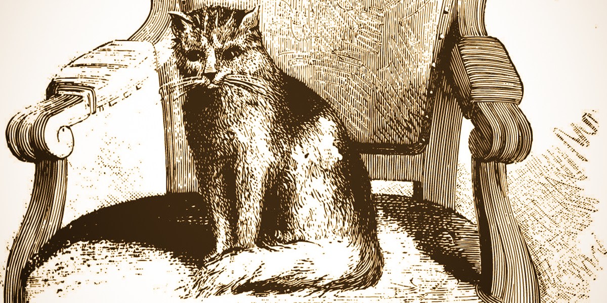 MICETTO CAT