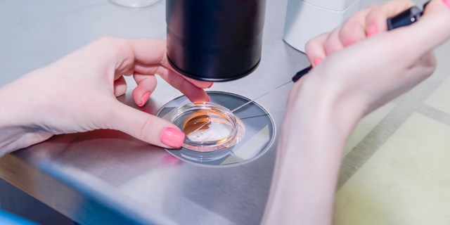 Projet de loi bioéthique : neuvaine au Cœur Immaculé de Marie Web3-in-vitro-petri-dish-scientist-doctor-microscope-shutterstock