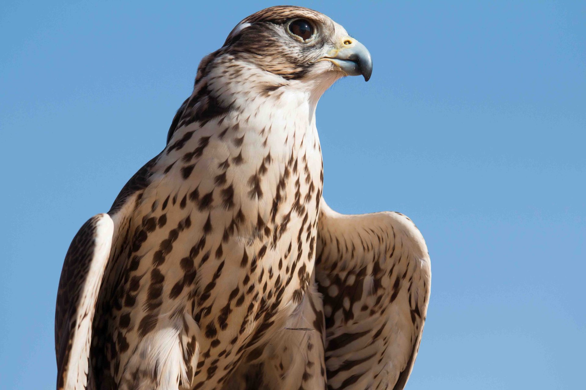 FALCON SYMBOLISM