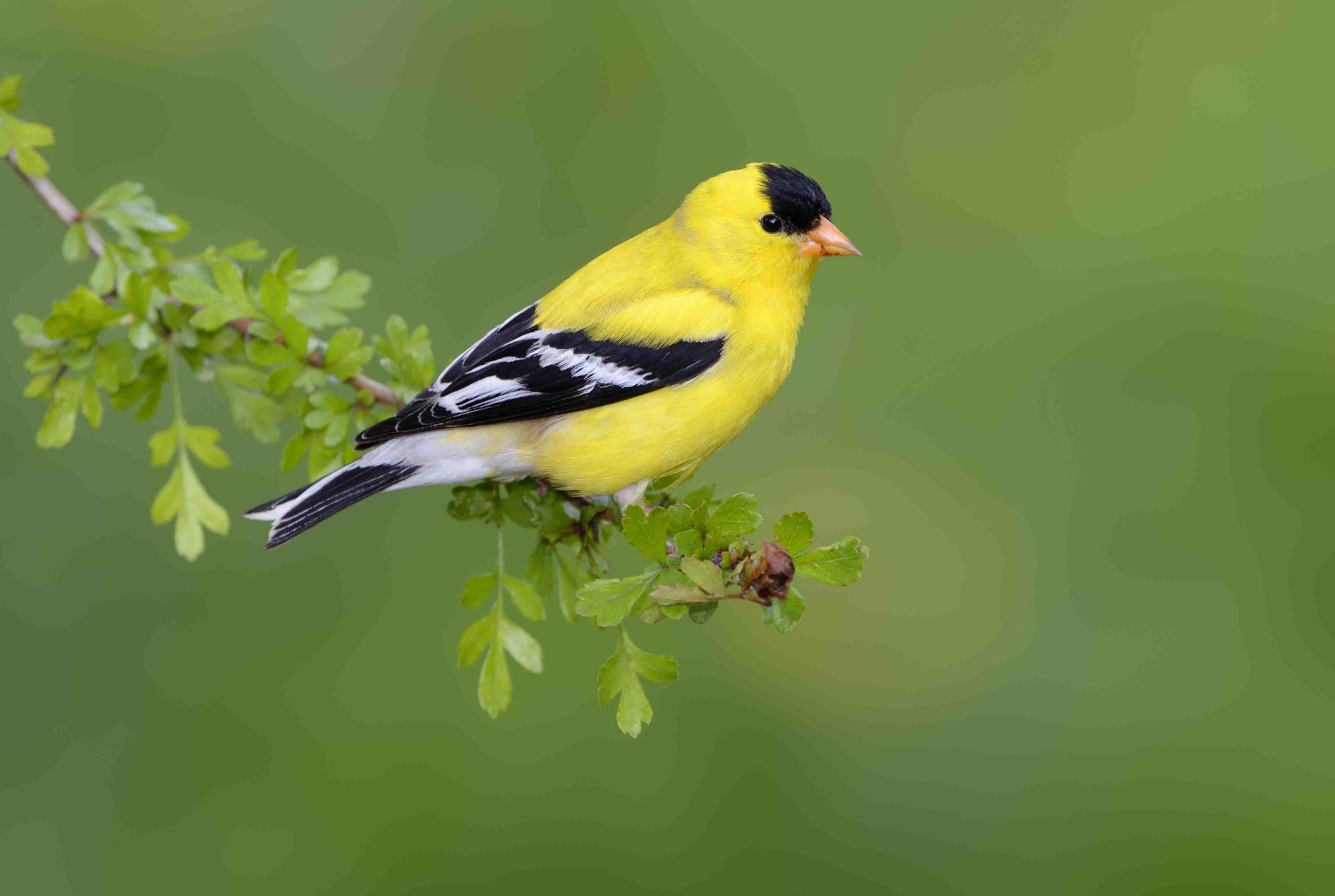 GOLDFINCH SYMBOLISM