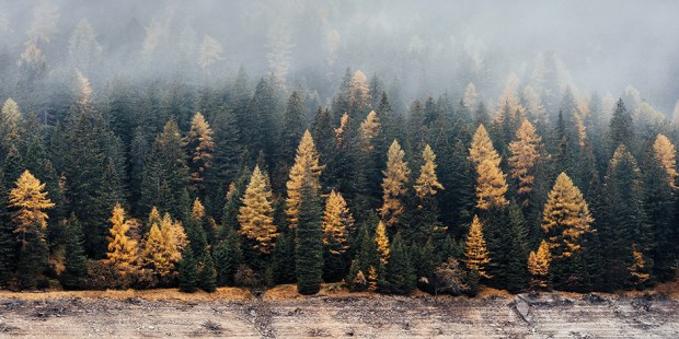 FORREST