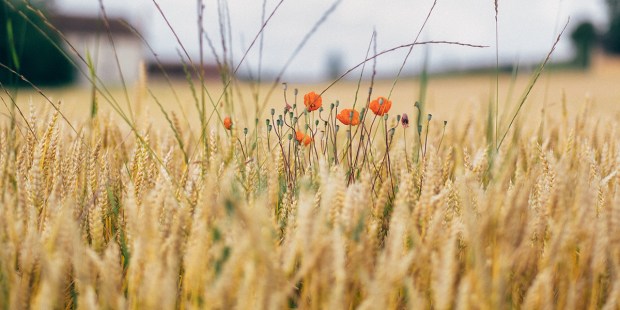 WHEAT