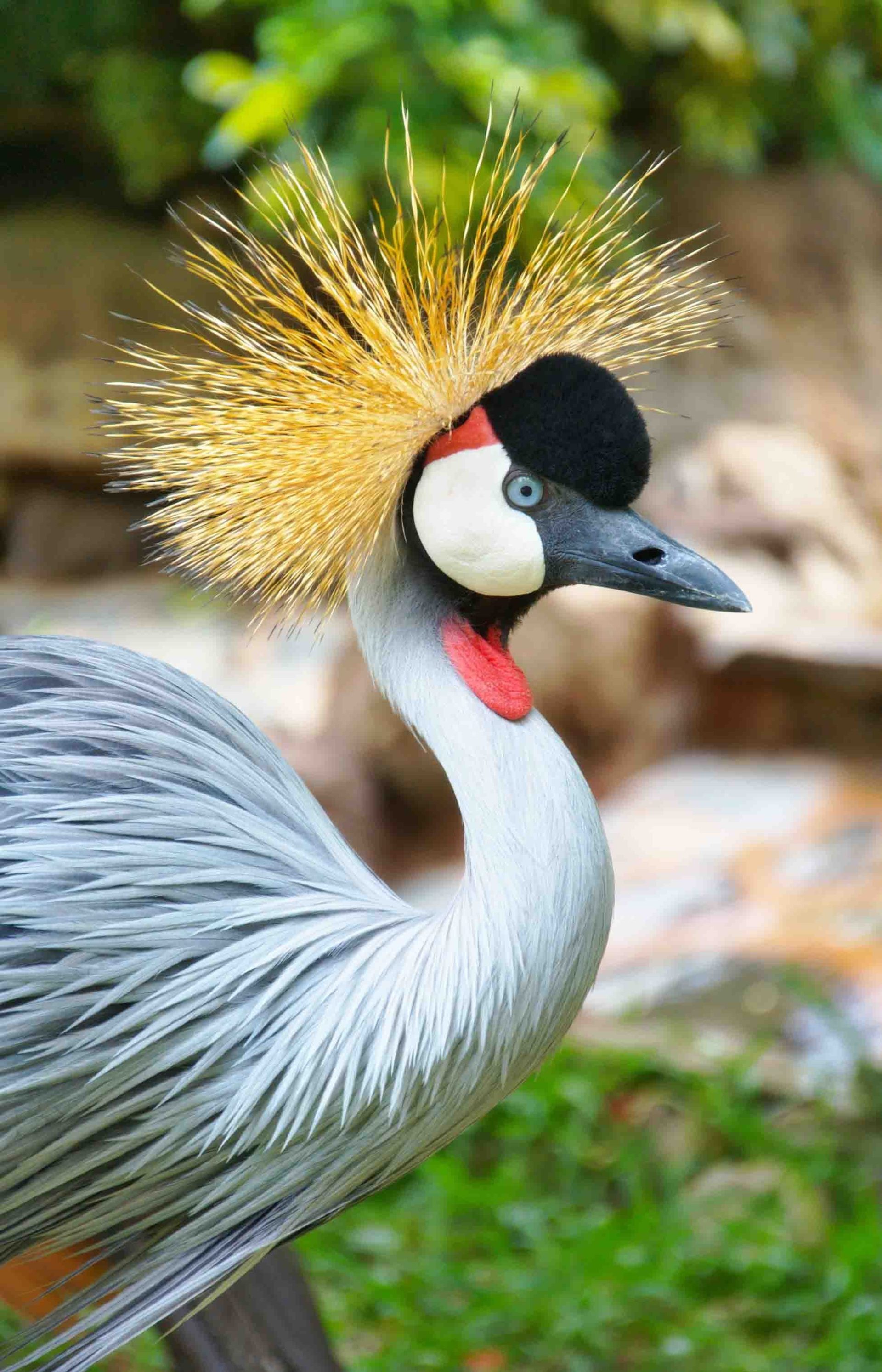 CRANE BIRD