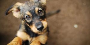 Chien, chat, hamster… retrouverons-nous nos animaux de compagnie au Paradis ?