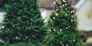 Sapin de noël : tout savoir pour bien le choisir
