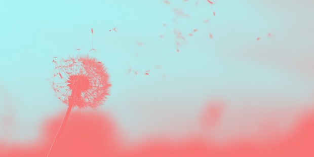 DANDELION