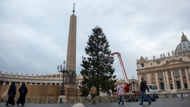Christmas tree St Peter