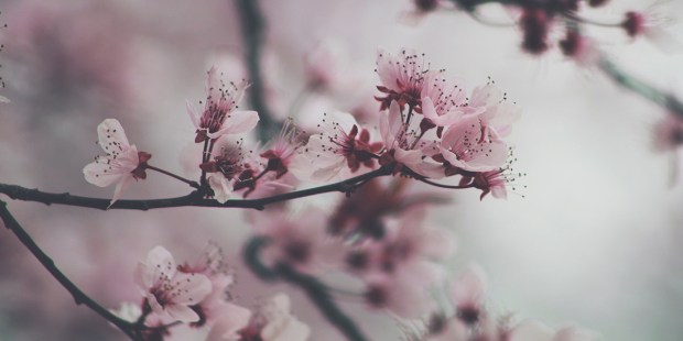 BLOSSOM