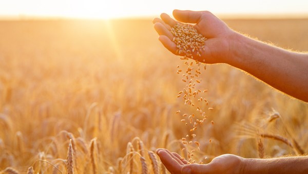 HANDS, FARMER, GRAINS