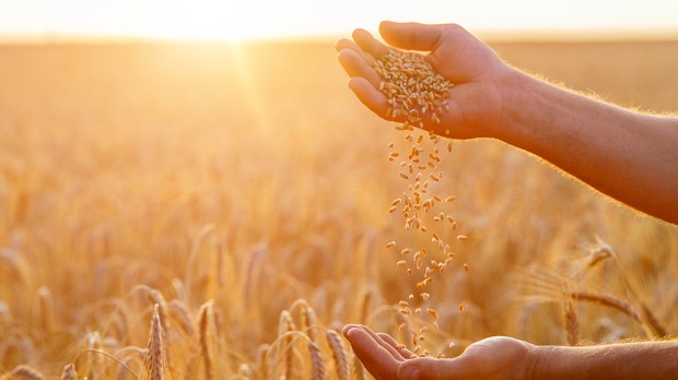 HANDS, FARMER, GRAINS