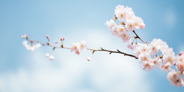 SPRING